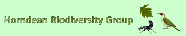 HBG Logo web pale green